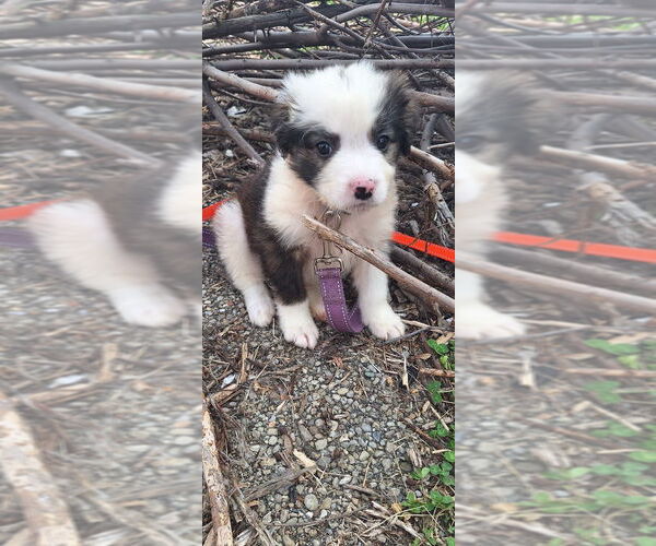 Medium Photo #1 Havashu Puppy For Sale in Aurora, IN, USA