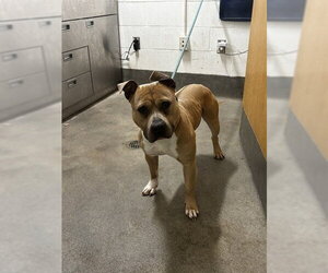 Mutt Dogs for adoption in Forestville, MD, USA