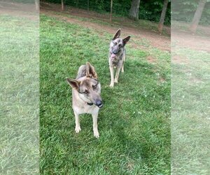 German Shepherd Dog Dogs for adoption in Chatham, VA, USA
