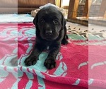 Small Photo #19 Labrador Retriever Puppy For Sale in KERNERSVILLE, NC, USA