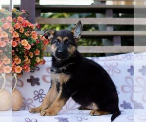 German Shepherd Dog Puppy for sale in LANCASTER, PA, USA
