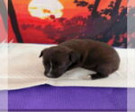 Small #1 Labrador Retriever Mix