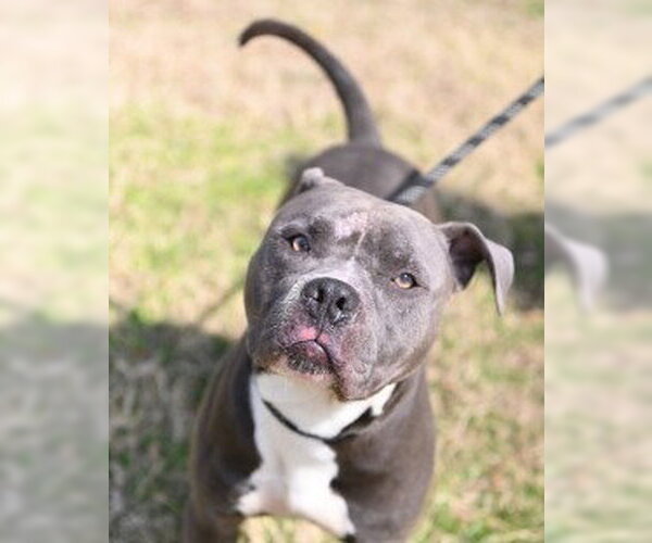 Medium Photo #5 Mutt Puppy For Sale in Glen Allen, VA, USA