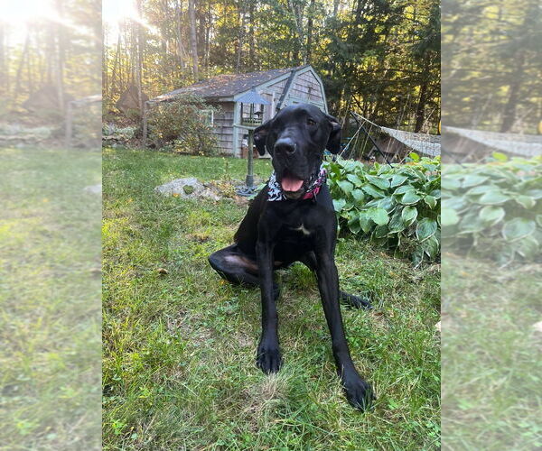 Medium Photo #8 Great Dane Puppy For Sale in Bullard, TX, USA