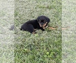 Small Photo #17 Rottweiler Puppy For Sale in COLUMBIA, TN, USA