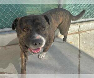 American Pit Bull Terrier Dogs for adoption in Martinez, CA, USA