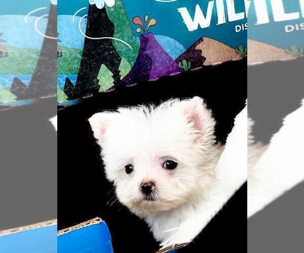 Medium Photo #2 Maltese Puppy For Sale in MIAMI BEACH, FL, USA