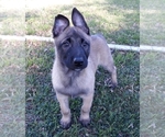Small Photo #10 Belgian Malinois Puppy For Sale in CORNING, CA, USA