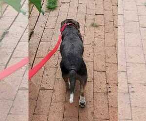 Lucy-loo - Female Beagle Dog for Adoption - Photo #15