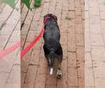 Small Photo #15 Beagle Puppy For Sale in Dunnellon, FL, USA