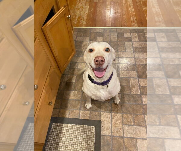 Medium Photo #3 Labrador Retriever-Unknown Mix Puppy For Sale in Brewster, NY, USA