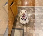 Small Photo #3 Labrador Retriever-Unknown Mix Puppy For Sale in Brewster, NY, USA