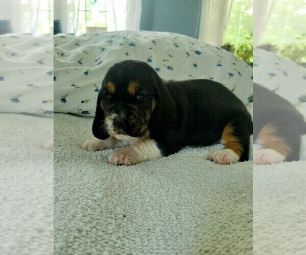 Medium Photo #22 Basset Hound Puppy For Sale in PETERSBURG, IN, USA