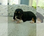 Small Photo #22 Basset Hound Puppy For Sale in PETERSBURG, IN, USA