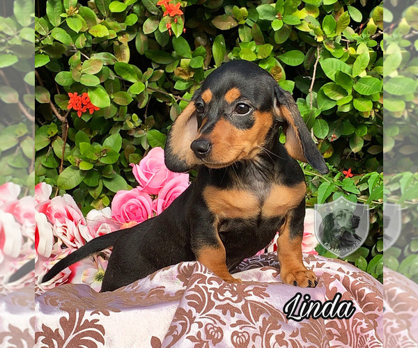 Medium Photo #2 Dachshund Puppy For Sale in MIAMI, FL, USA