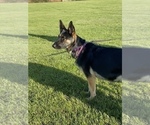 Small Photo #1 German Shepherd Dog-Unknown Mix Puppy For Sale in VANCOUVER, WA, USA