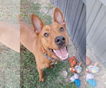 Small #6 American Pit Bull Terrier-Siberian Husky Mix