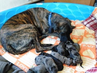 Great Dane Puppy for sale in CORVALLIS, OR, USA