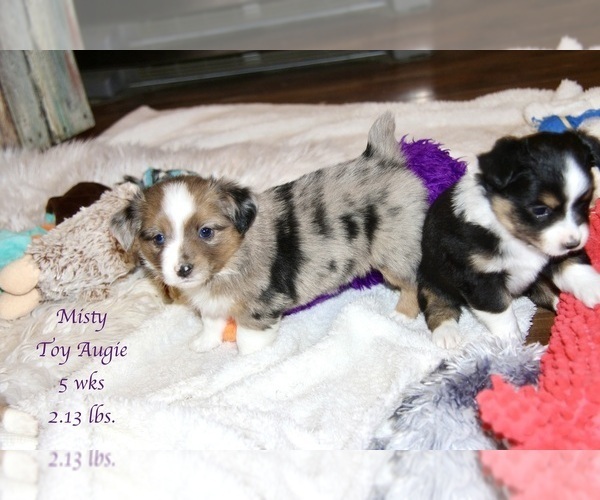 Medium Photo #12 Aussie-Corgi Puppy For Sale in LIND, WA, USA