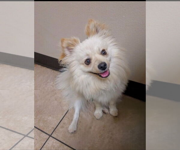 Medium Photo #1 Pomeranian Puppy For Sale in Lake Elsinore, CA, USA