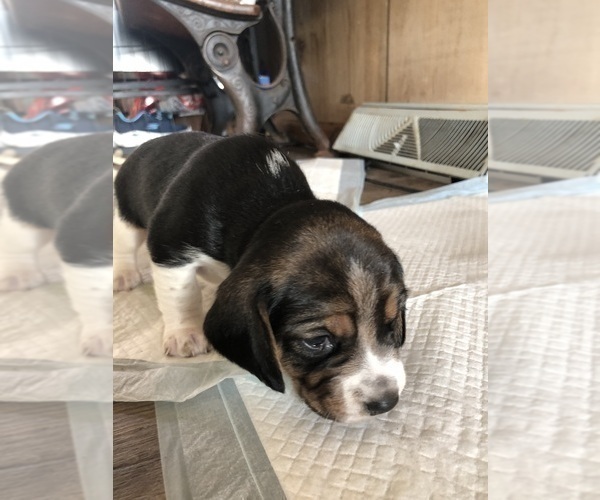 Medium Photo #2 Beagle Puppy For Sale in FORT DODGE, IA, USA
