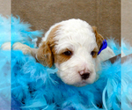 Small Photo #2 Goldendoodle Puppy For Sale in ROY, UT, USA