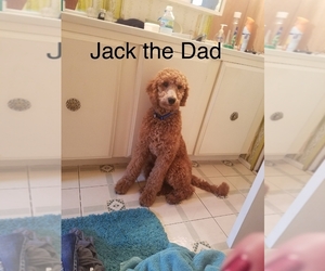 Father of the Goldendoodle puppies born on 05/09/2019