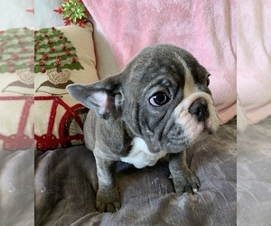 French Bulldog Puppy for sale in JOHNS ISLAND, SC, USA