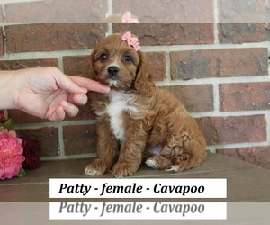Cavapoo (Miniature) Puppy for sale in CLARKRANGE, TN, USA