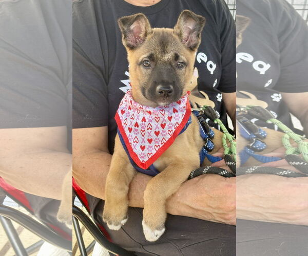 Medium Photo #4 Mutt Puppy For Sale in Newport Beach, CA, USA