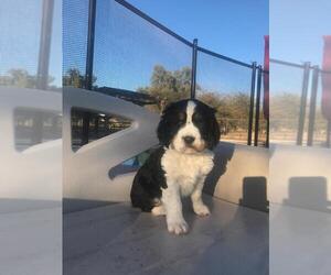English Springer Spaniel Puppy for sale in CHANDLER HEIGHTS, AZ, USA