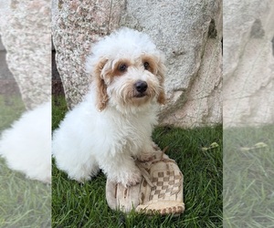 Havapoo Puppy for sale in MIDDLEBURY, IN, USA