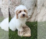 Image preview for Ad Listing. Nickname: Arlo