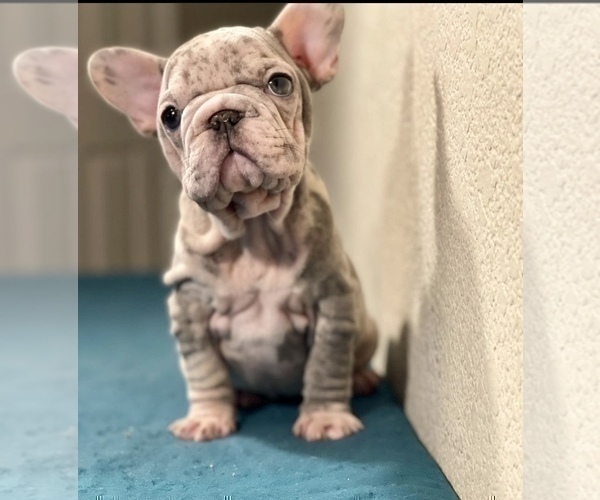 Medium Photo #1 French Bulldog Puppy For Sale in LOUISVILLE, KY, USA