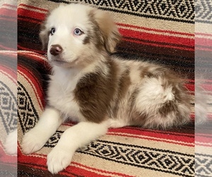 Australian Shepherd Puppy for Sale in WEST PLAINS, Missouri USA