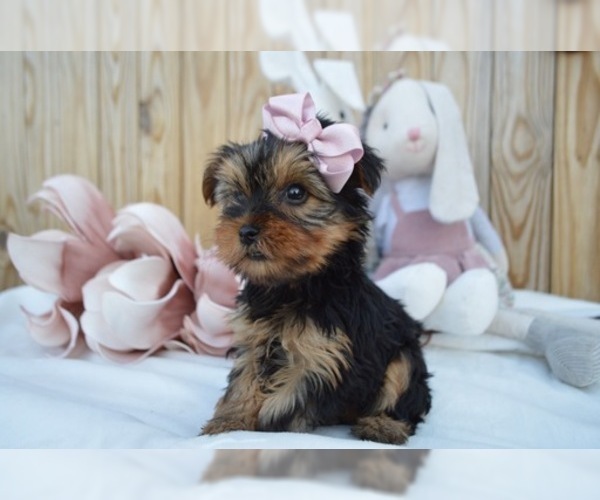 Medium Photo #1 Australian Yorkshire Terrier Puppy For Sale in HONEY BROOK, PA, USA