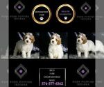Small #5 Goldendoodle (Miniature)