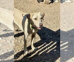 Small #1 Labrador Retriever Mix