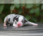 Small Photo #2 Miniature American Shepherd Puppy For Sale in BENTON CITY, WA, USA