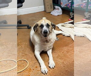 Luna Bear - Female Great Pyrenees-Unknown Mix Dog for Adoption - Photo #3