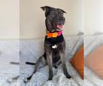 Small #1 Labrador Retriever Mix