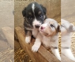 Small Photo #23 Australian Shepherd Puppy For Sale in MONONA, IA, USA