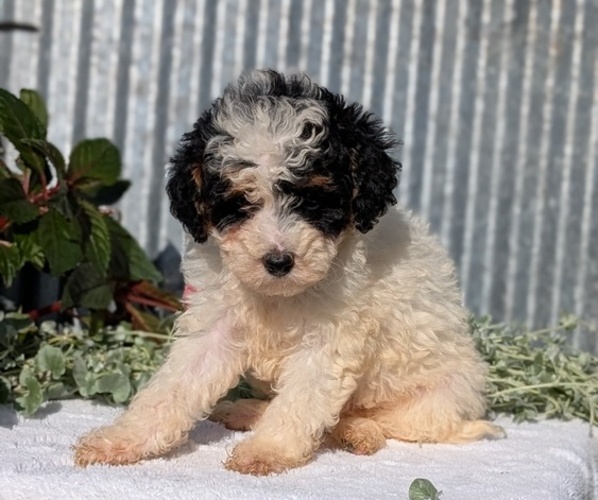 Medium Photo #5 Poodle (Toy) Puppy For Sale in GOSHEN, IN, USA