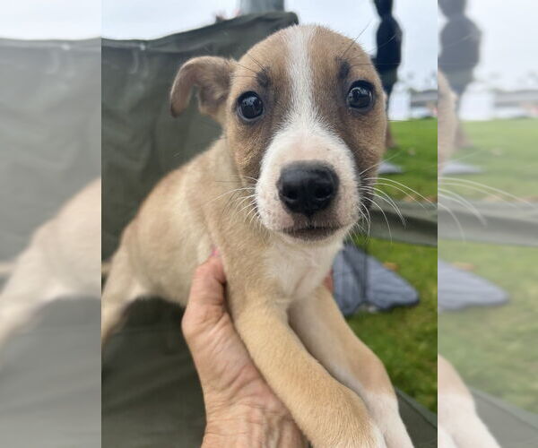 Medium Photo #1 Border Collie-Boxer Mix Puppy For Sale in San Diego , CA, USA