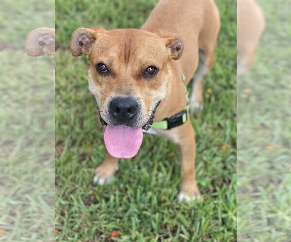 Medium Photo #2 Mutt Puppy For Sale in Miami, FL, USA