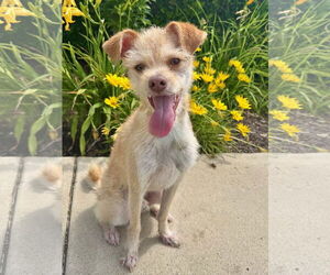 Chihuahua Dogs for adoption in Newport Beach, CA, USA