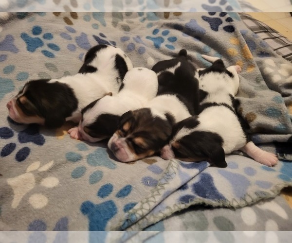Medium Photo #6 Basset Hound Puppy For Sale in CLAREMORE, OK, USA