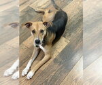 Small #4 Beagle-German Shepherd Dog Mix
