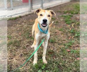 German Shepherd Dog-Unknown Mix Dogs for adoption in Modesto, CA, USA