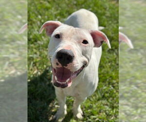 Bull Terrier-Unknown Mix Dogs for adoption in Lee's Summit, MO, USA